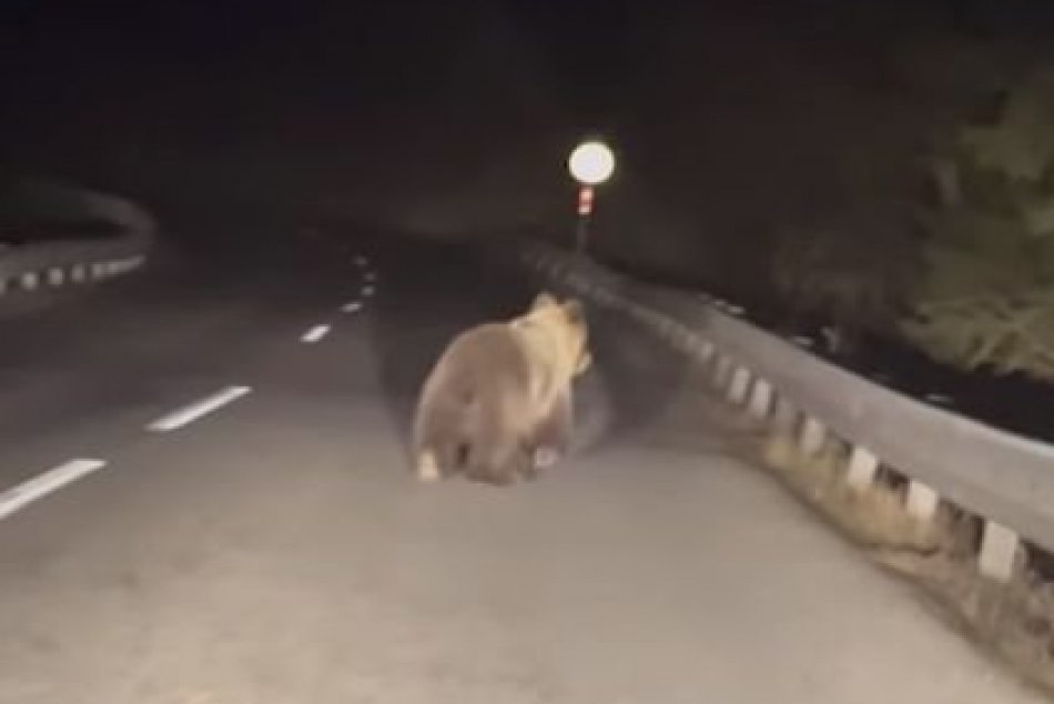 Ilustračný obrázok k článku Medveď UNIKAL pred autom priamo po ceste: Vyplašenú ŠELMU zachytili na VIDEU