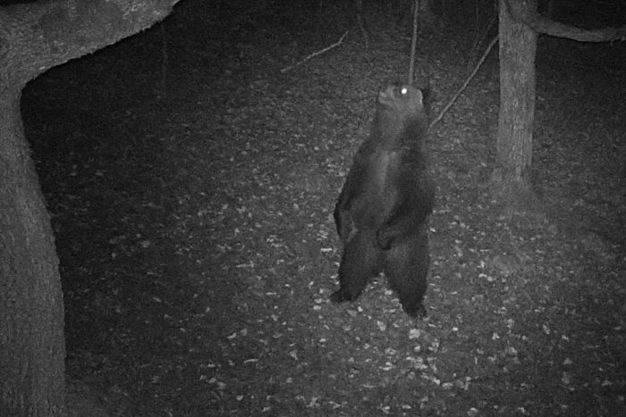 Ilustračný obrázok k článku Fotopasca zachytila medveďa v Košickom kraji: V okolí sa nachádzajú vyhľadávané lokality!