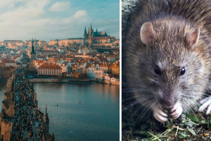 Ilustračný obrázok k článku Praha je zaplavená MILIÓNMI potkanov: Je ich dokonca VIAC než ľudí!