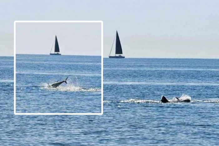Ilustračný obrázok k článku Surfisti ostali v ŠOKU! Útočil pri chorvátskom ostrove žralok?