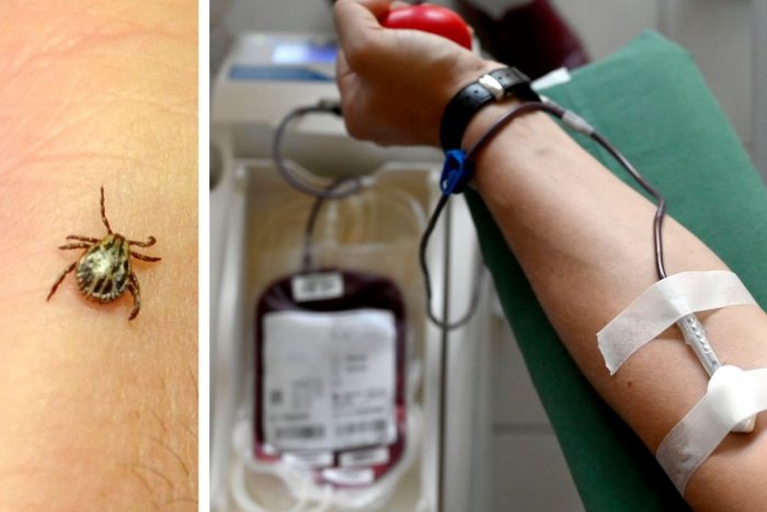 Ilustračný obrázok k článku Chodíte darovať krv, no našli ste si KLIEŠŤA? Vieme, KEDY môžete ísť znova!