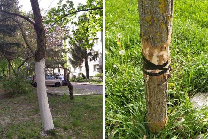 Ilustračný obrázok k článku Karlova Ves rieši nepríjemný PROBLÉM: Niekto úmyselne POŠKODZUJE stromy! FOTO