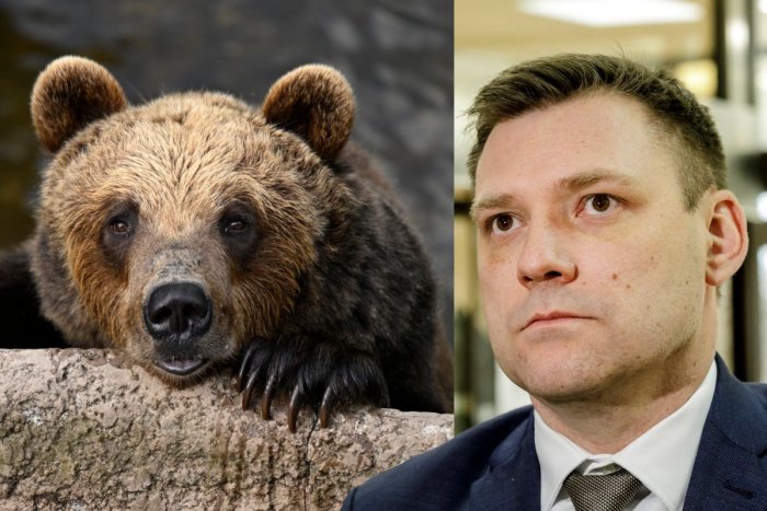 Ilustračný obrázok k článku Ako bude vyzerať zákon o odstrele medveďov? Minister Taraba prezradil DETAILY