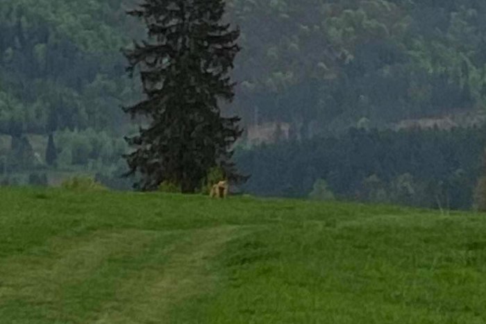 Ilustračný obrázok k článku Bežcov v Košickom kraji prekvapil medveď: Prechádzal sa po lúke nad obcou