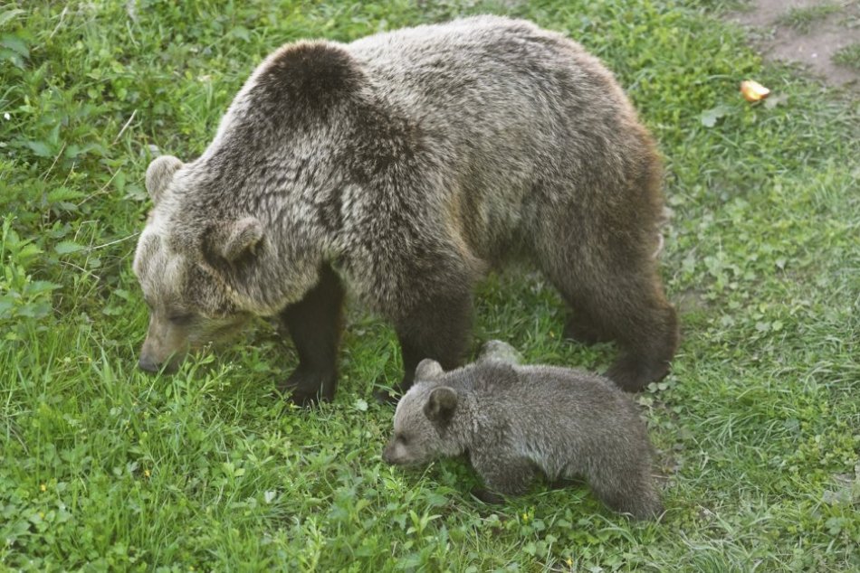 Ilustračný obrázok k článku VAROVANIE obce pri hraniciach s Maďarskom: UPOZORNILA na medvedicu s mláďaťom