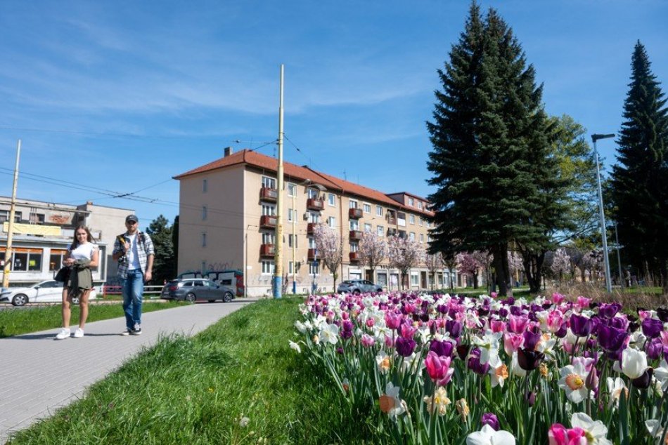 Ilustračný obrázok k článku Nádhera, ako vyzerá rozkvitnuté mesto: Vychutnajte si zábery z ulíc počas jari, FOTO