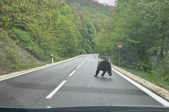 Ilustračný obrázok k článku Vodič na východe neveril vlastným očiam: Cestu mu skrížil medveď! Výzva polície