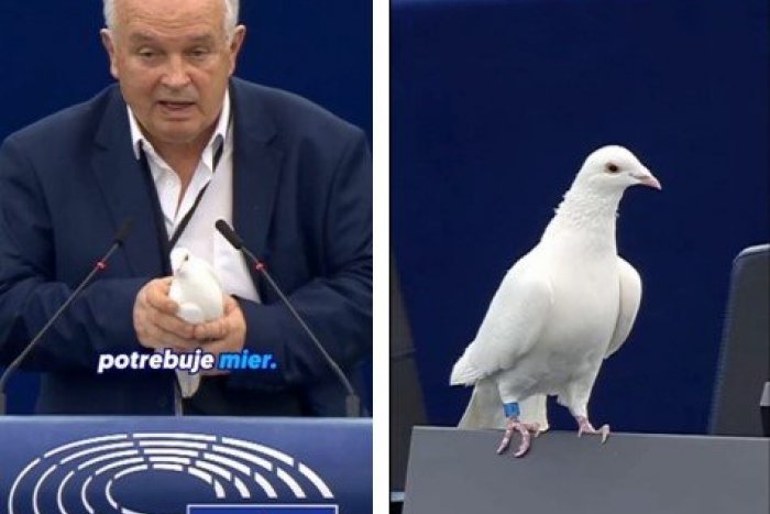 Ilustračný obrázok k článku Ako v HOLUBNÍKU? Europoslanec Radačovský počas prejavu vypustil prepašovanú HOLUBICU, VIDEO