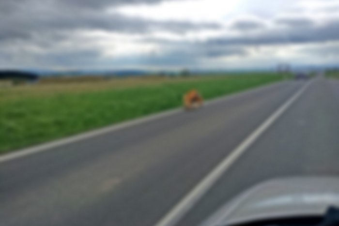 Ilustračný obrázok k článku Vodiči neverili, čo vidia: V smere na Poprad sa na ceste oddávali radovánkam 3 psy, FOTO
