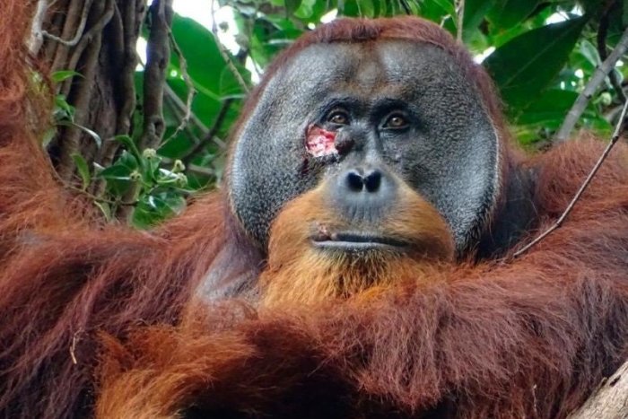 Ilustračný obrázok k článku Prekvapení vedci: Orangutan si sám OŠETROVAL ranu liečivou BYLINOU