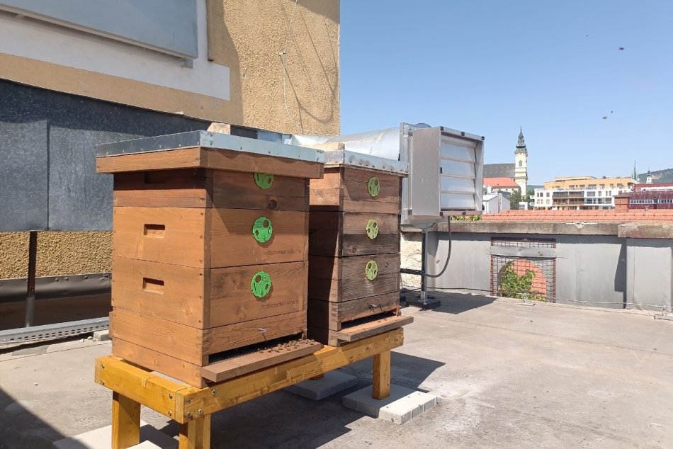 Ilustračný obrázok k článku Nitrianske včelstvá sa rozrastajú: V meste pribudli nové úle