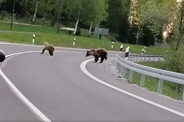 Ilustračný obrázok k článku Pod Tatrami upozorňujú na výskyt medveďa: Hneď troch zachytilo VIDEO priamo na ceste