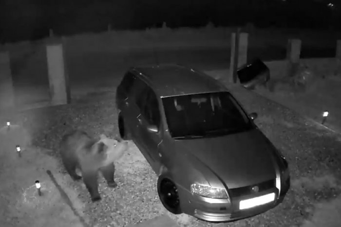 Ilustračný obrázok k článku VIDEO: Nočná návšteva štyroch medveďov! Vošli do dvora v Sučanoch, jedného zaujalo auto