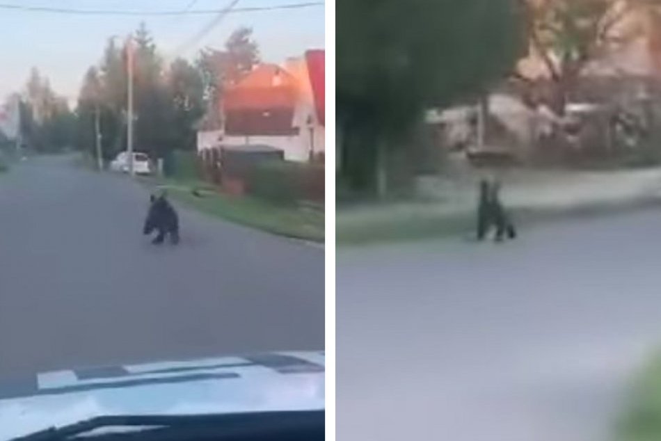 Ilustračný obrázok k článku Vyplašený MEDVEĎ uháňal pred autom dedinou: Všetko sa podarilo zachytiť na VIDEO