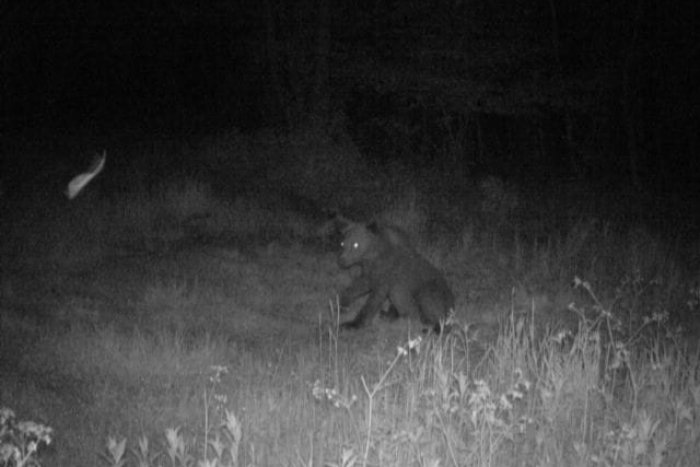 Ilustračný obrázok k článku Fotopasca zachytila medveďa neďaleko Zemplínskej šíravy