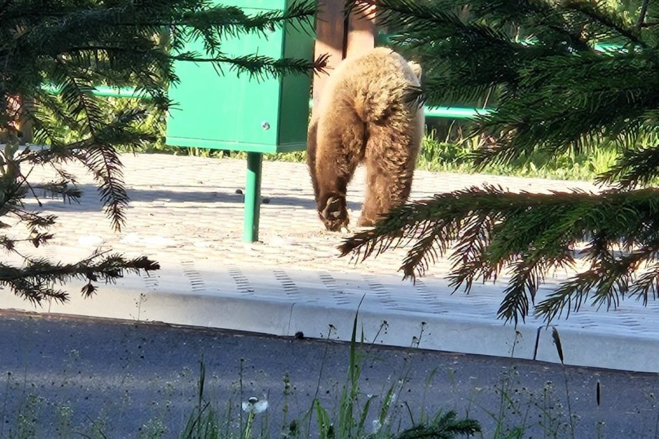 Ilustračný obrázok k článku Odvaha mu nechýbala: Medveďa pod Tatrami videli v plnej kráse už aj na ODPOČÍVADLE!