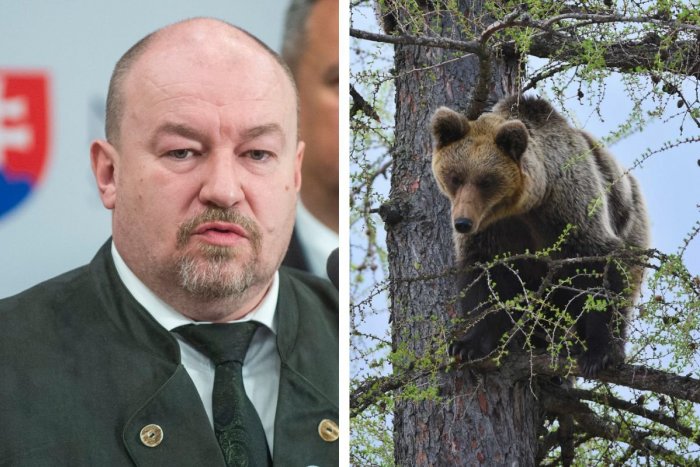 Ilustračný obrázok k článku Pri Očovej odstránili problémovú medvedicu: Odstrelil ju poslanec Rudolf Huliak!