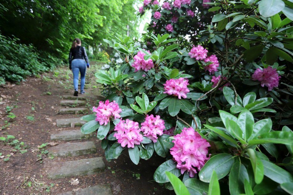 Ilustračný obrázok k článku Hra FARIEB v obľúbenom ARBORÉTE: Očaria vás ROZKVITNUTÉ rododendrony, FOTO