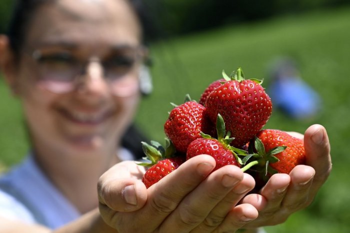 Ilustračný obrázok k článku Sezóna jahôd štartuje! KAM na samozber v okolí Michaloviec a aké sú ceny?