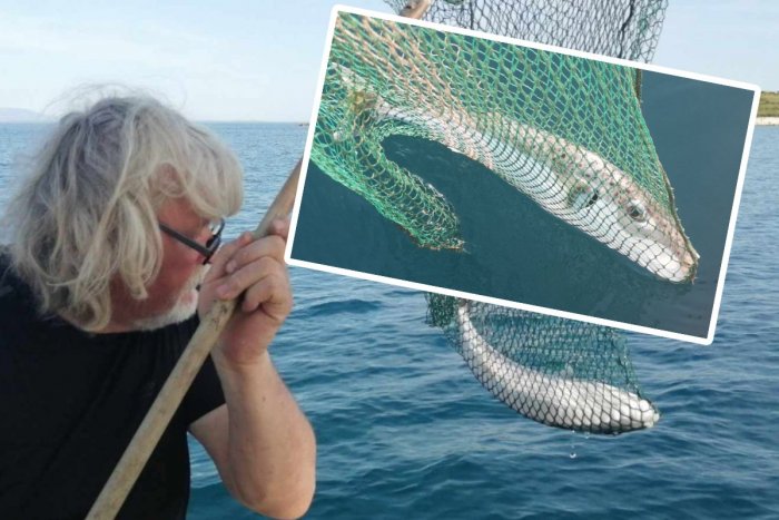 Ilustračný obrázok k článku POPLACH v Chorvátsku: Objavila sa tam SMRTIACA ryba! ZABÍJA už malá dávka jej jedu