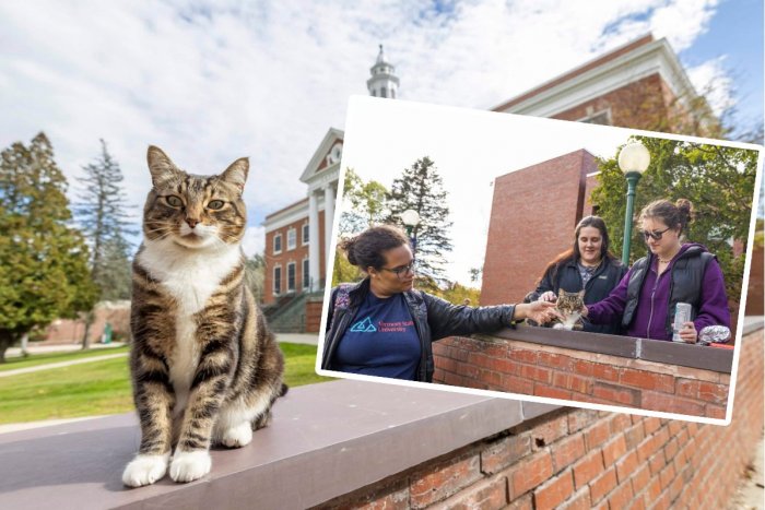 Ilustračný obrázok k článku KURIOZITA DŇA: Univerzita udelila čestný doktorát KOCÚROVI, FOTO