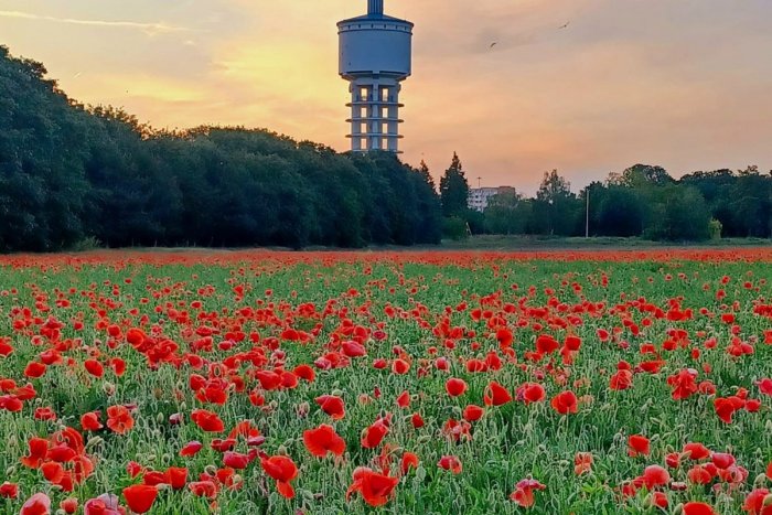 Ilustračný obrázok k článku V Trnave a okolí rozkvitli krásne MAKOVÉ polia: Lákajú mnohých fotografov