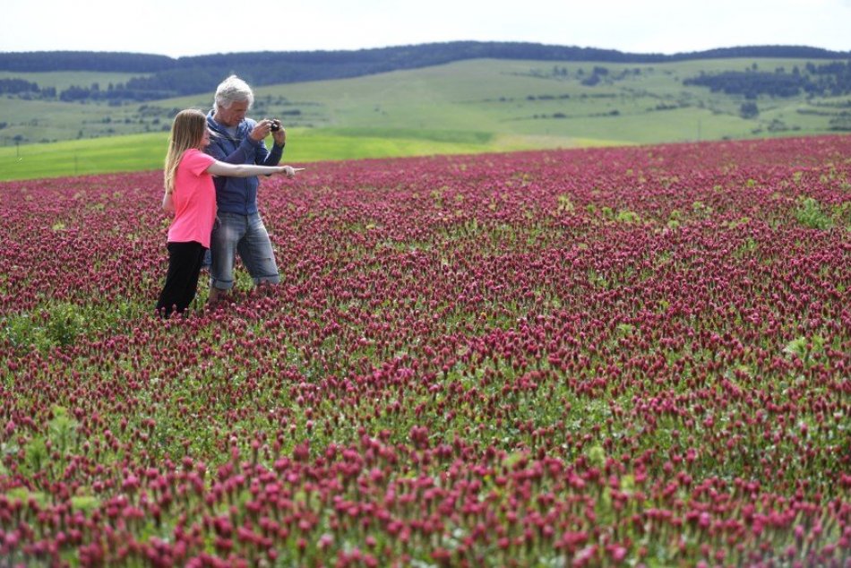 Ilustračný obrázok k článku To miesto vyhľadávajú mnohí nadšenci: Pod Tatrami nádherne rozkvitlo purpurové pole, FOTO