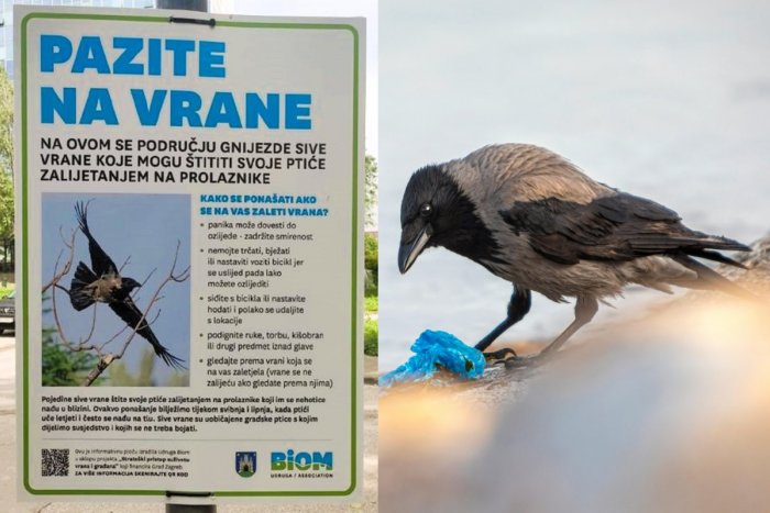 Ilustračný obrázok k článku Chorvátske mestá riešia nepríjemný PROBLÉM: Na ľudí útočia AGRESÍVNE vrany!