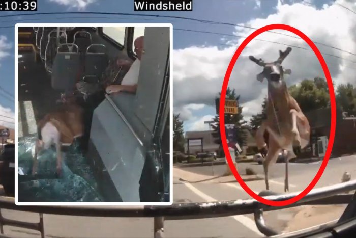 Ilustračný obrázok k článku Neuveriteľné VIDEO: Čelným sklom autobusu PRELETEL jeleň!