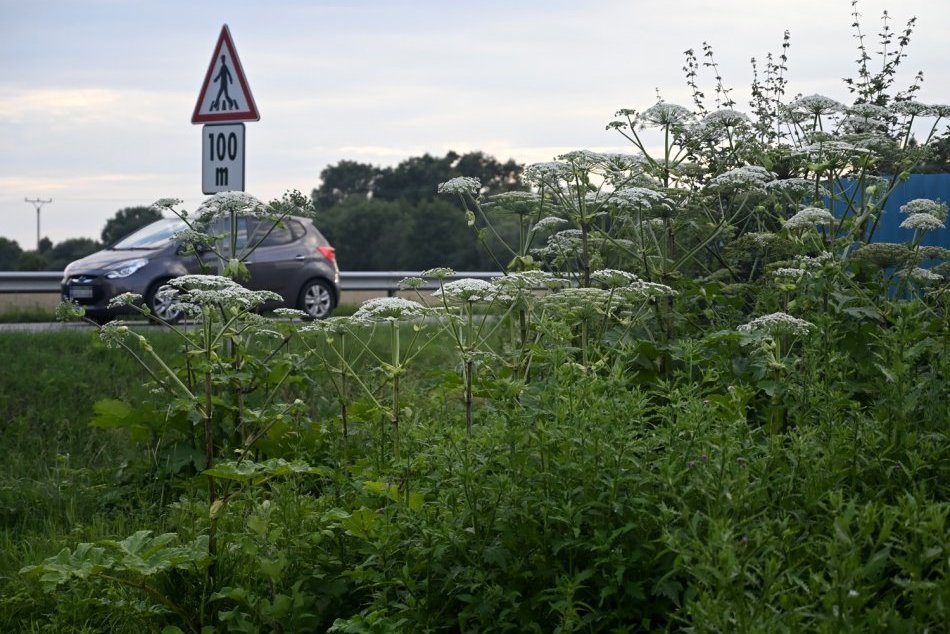 Ilustračný obrázok k článku FOTO z Košického kraja: Na túto impozantnú rastlinu veľký POZOR, je nebezpečná