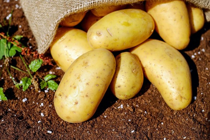 Ilustračný obrázok k článku Lacnejšie zemiaky? ZABUDNITE! Zníženia cien obľúbenej potraviny sa tak skoro NEDOČKÁME