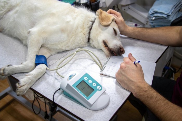 Ilustračný obrázok k článku Košickí veterinári riešia KOLAPSY zvierat kvôli horúčavám: TIETO plemená psov trpia najviac!