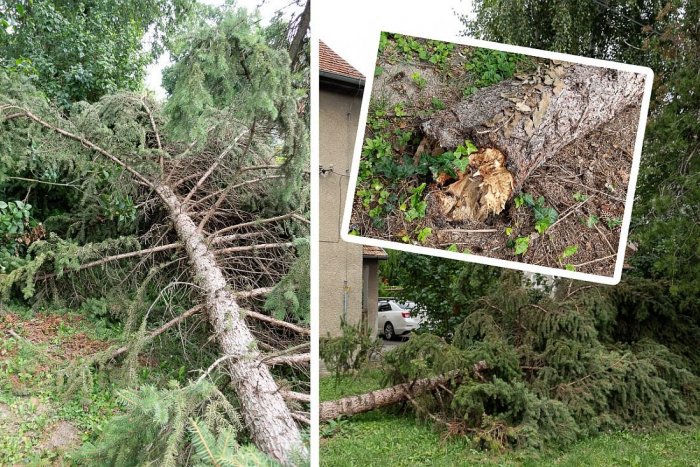 Ilustračný obrázok k článku Obyvatelia Nitry ZÚRIA: Po búrkach sú stále v uliciach POLÁMANÉ stromy! Čo na to mesto?