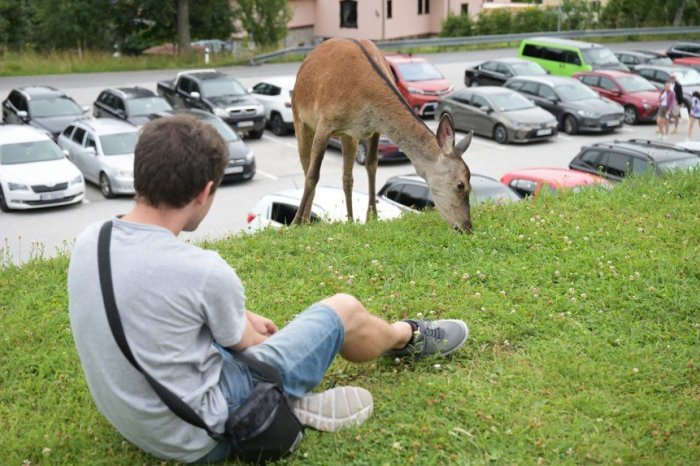 Ilustračný obrázok k článku Turistov vo Vysokých Tatrách prekvapila jelenica: Pózovala zvedavcom, akoby nič, FOTO