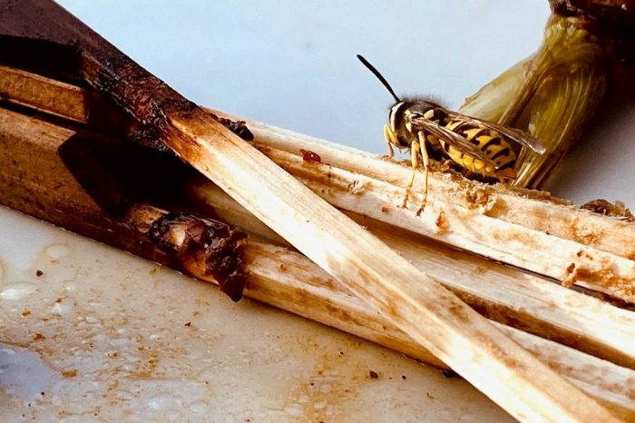 Ilustračný obrázok k článku Nezabíjajte osy, možno ani neviete, že nám pomáhajú. Ako ich efektívne ODPLAŠIŤ?