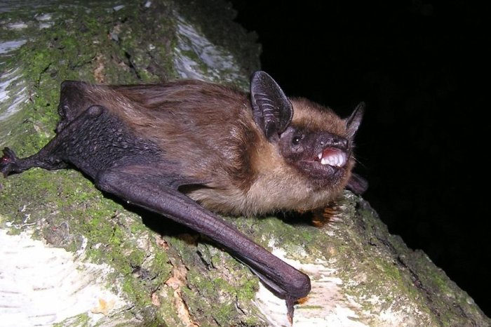 Ilustračný obrázok k článku STRACH v Česku: Objavila sa BESNOTA! Muža pohrýzol nakazený NETOPIER