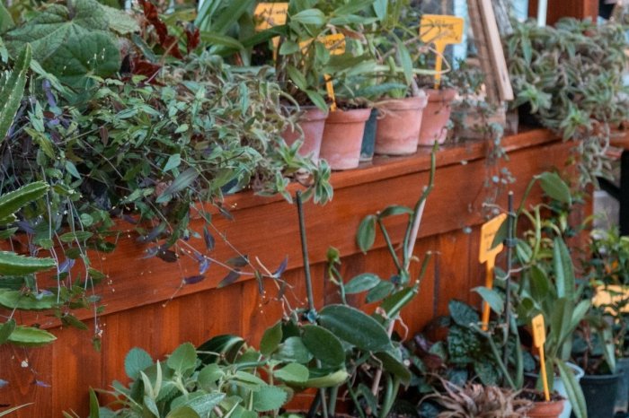 Ilustračný obrázok k článku Škola ROZPREDÁVA zaujímavé kúsky: Stačí navštíviť jej SKLENÍKY a vybrať si