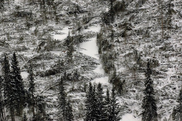 Ilustračný obrázok k článku Ničivý živel zomlel Tatry na nepoznanie: Od silnej víchrice uplynulo 20 rokov + DOBOVÉ FOTO