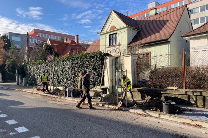 Ilustračný obrázok k článku Stromy na CHODNÍKU pobúrili obyvateľov Nitry:  Zbytočná KAUZA?!