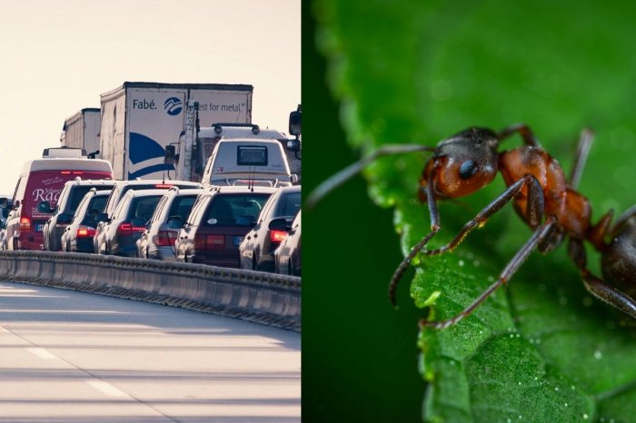Ilustračný obrázok k článku Ako zatočiť s dopravnými zápchami? Vedci možno našli ODPOVEĎ! Ľudstvu môžu pomôcť MRAVCE