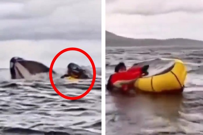 Ilustračný obrázok k článku Hrôzostrašné VIDEO: Kajakár skončil v TLAME vráskavca! O chvíľu ho vypľul