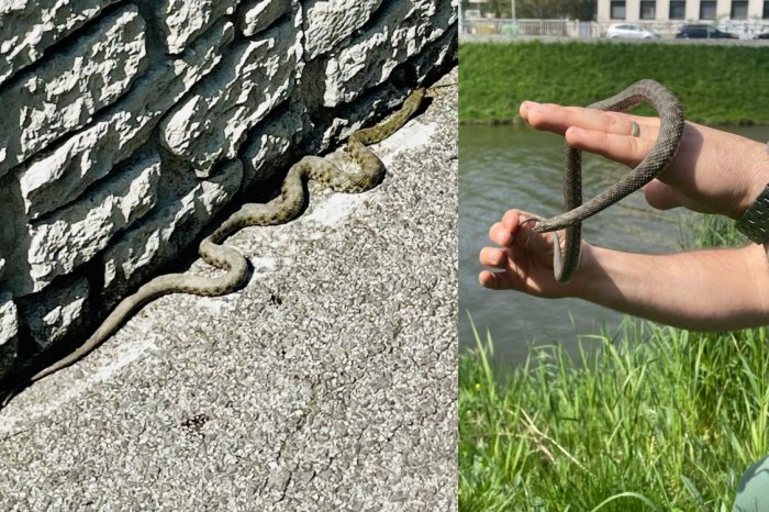 Ilustračný obrázok k článku Sezóna UŽOVIEK fŕkaných je tu: Populácia nejedovatých hadov KLESÁ! FOTO a VIDEO