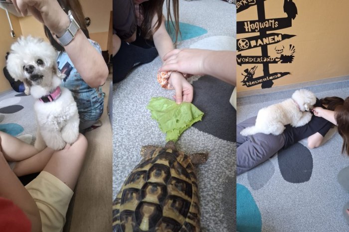 Ilustračný obrázok k článku Nemocnica má nových POMOCNÍKOV: Psa a korytnačku! FOTO