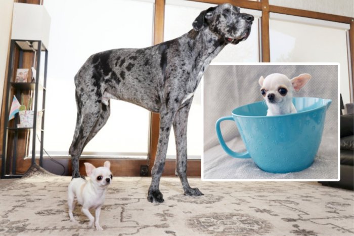 Ilustračný obrázok k článku Nič ROZKOŠNEJŠIE ste dnes nevideli: Najväčší pes na svete sa stretol s úplne NAJMENŠÍM