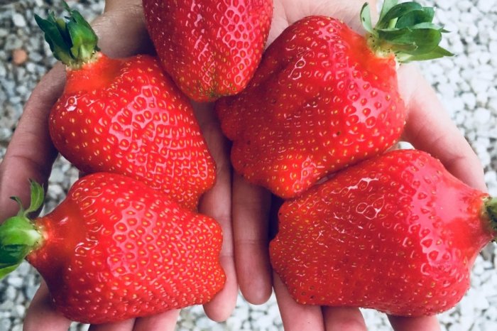 Ilustračný obrázok k článku Sezónu posunulo POČASIE: SAMOZBER jahôd v našom kraji je zatiaľ možný iba TU!