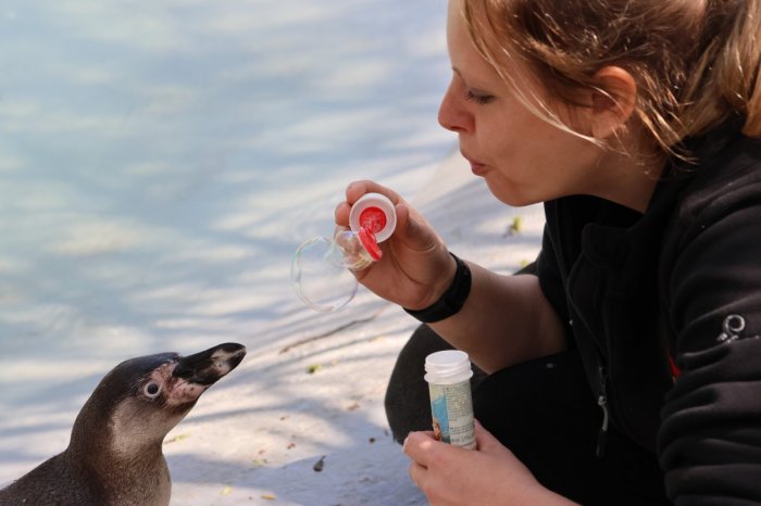 Ilustračný obrázok k článku Veľký deň pre košické deti: Počas sviatku MDD ich čaká aj prelet na krídlach orla