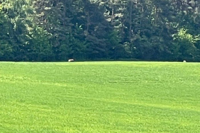 Ilustračný obrázok k článku MEDVEDE sa ukázali pri ďalšej stredoslovenskej obci: Videné boli hneď TRI