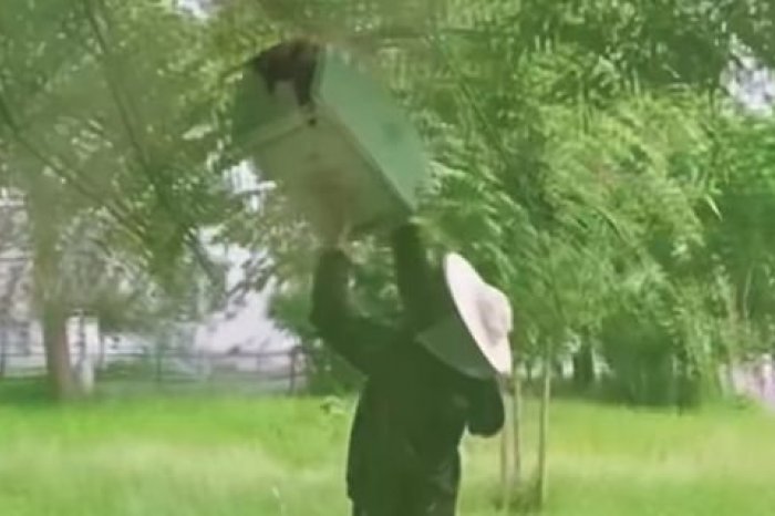 Ilustračný obrázok k článku Zamestnanci školy UPOZORNILI na roj VČIEL: Objavil sa v centre mesta, VIDEO