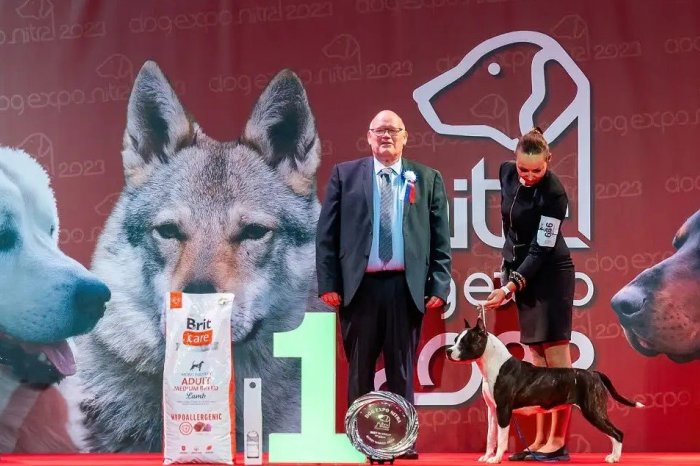 Ilustračný obrázok k článku Štvornohí ŠAMPIÓNI sa stretnú v Nitre: Tri dni pre PSÍČKAROV