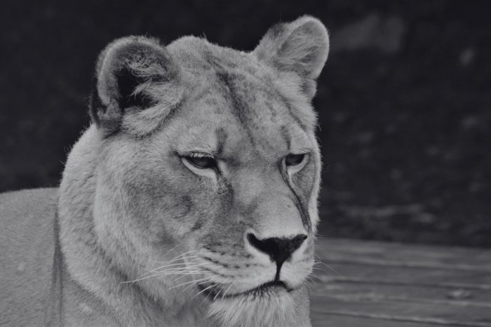 Ilustračný obrázok k článku Smútok v košickej ZOO: Lauru museli eutanazovať a levy tam už ani NEPLÁNUJÚ zaradiť